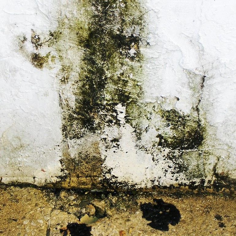 Visible mold growth on an interior wall